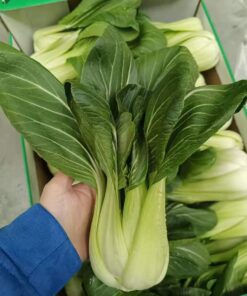 Shanghai paksoi