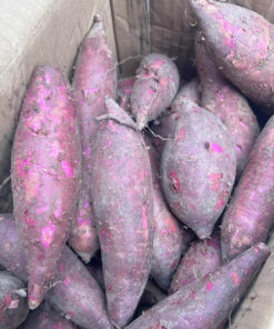 Paarse zoete aardappel
